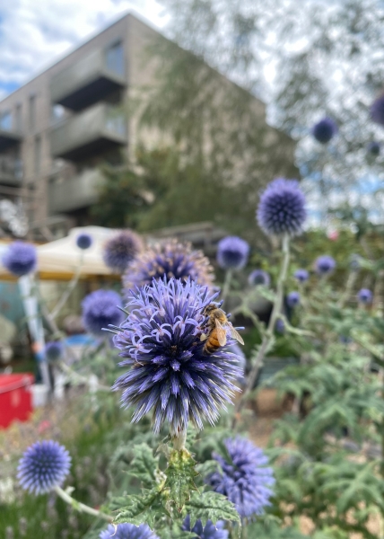 Forest Gate Community Garden